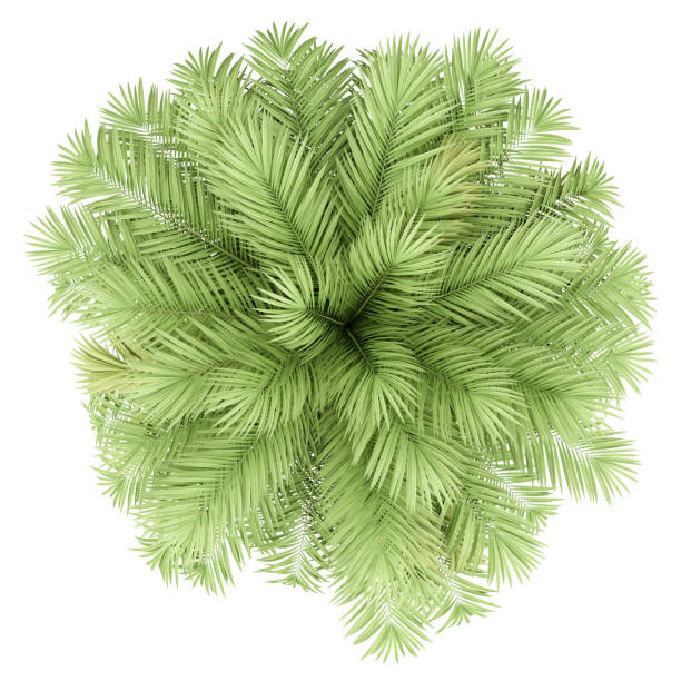 istock chilean wine palm tree isolated on white background. top view 1164950622