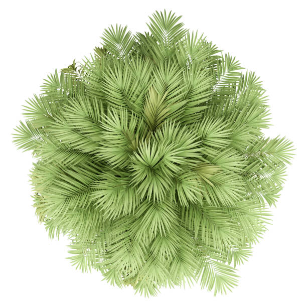 istock chilean wine palm tree isolated on white background. top view 1164950790