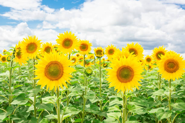 istock Sunflower field landscape 1164950865
