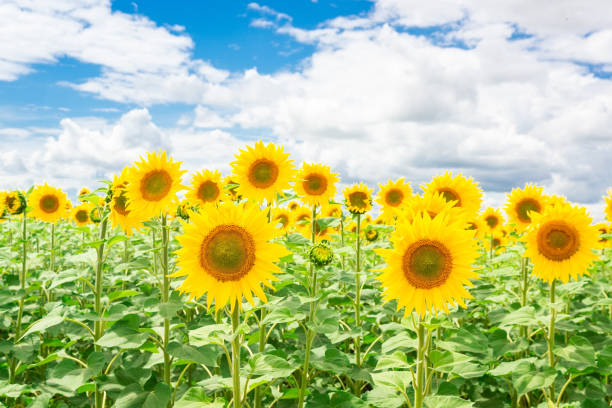 istock Sunflower field landscape 1164950886