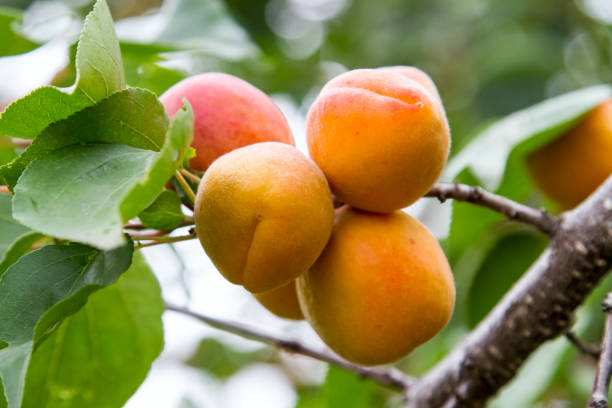 istock Ripe apricots on a branch 1164950931