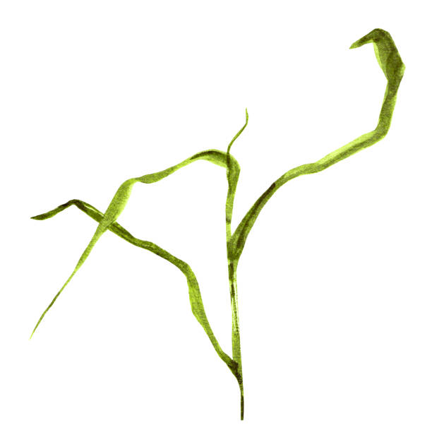 istock Green blade of grass watercolor illustration 1164952411