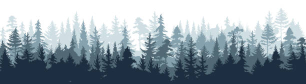 Pine forest. Silhouette wood tree background, wild nature woodland landscape. Vector foggy misty scene Pine forest. Silhouette wood tree background, wild nature woodland landscape. Vector image foggy tall trees misty engraved scene fir tree horizon forest woods stock illustrations