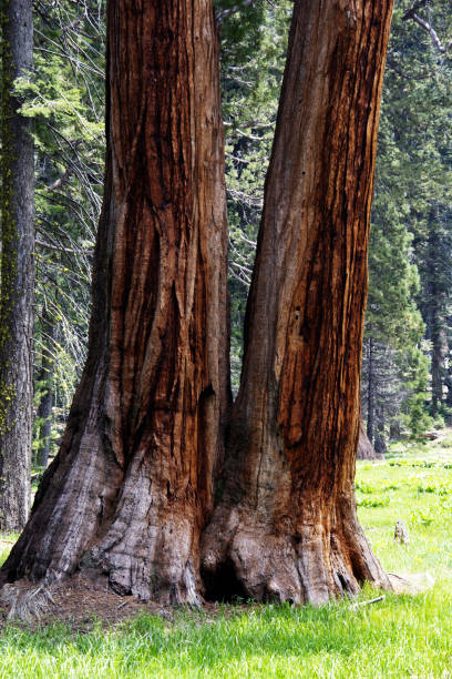 istock Parc National Sequoia USA 1164952976