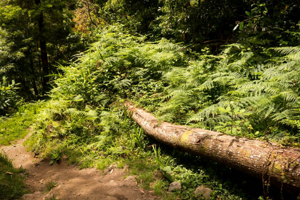 istock Fresh nature in the forest at Sao Miguel 1164953068