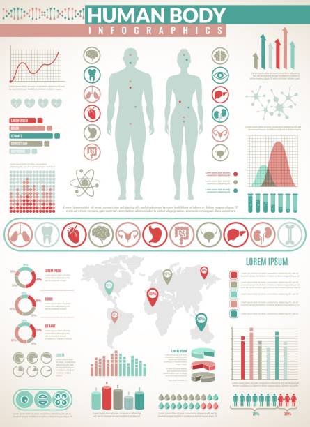 körper-infografiken. human health medical vector anatomy infographic mit diagrammen, diagrammen und graphen, inneren organsymbolen - magen grafiken stock-grafiken, -clipart, -cartoons und -symbole