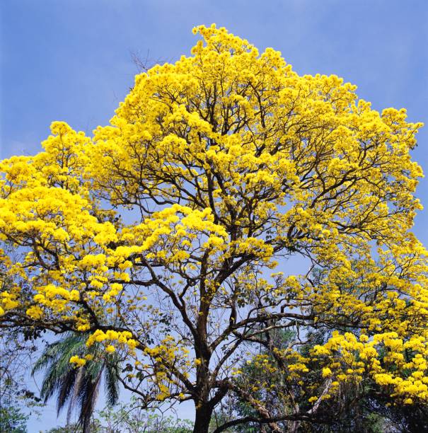 istock Tree in blossom with yellow flowers-Araguaney tree 1164954999