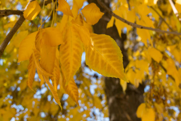 istock Yellow autumn leaves 1164955086