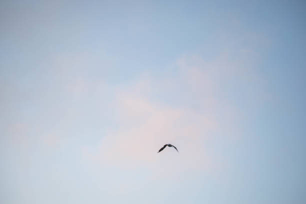 istock Bird flying on a partly cloudy sky at dusk 1164955187