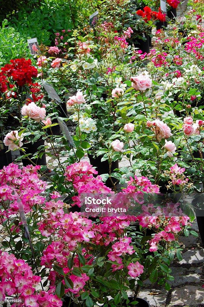 Roses for sale White,pink and red roses in a garden center. Beauty Stock Photo