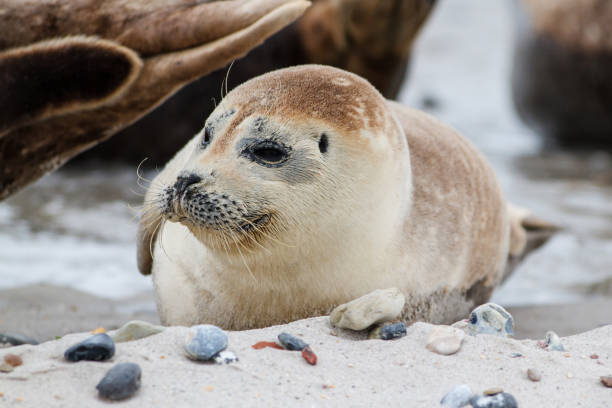istock Common Seal on the beach of Dune - Helgoland - Germany 1164958091