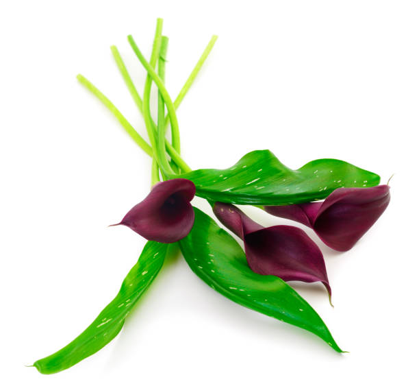 istock Blooming red cala with green leaves. 1164958329