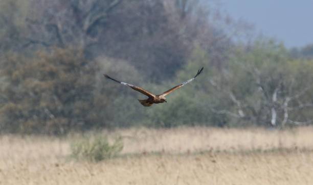 istock Marsh Harrier at How Hill in Norfolk 1164958360