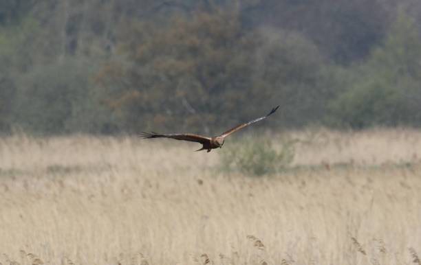 istock Marsh Harrier at How Hill in Norfolk 1164958423