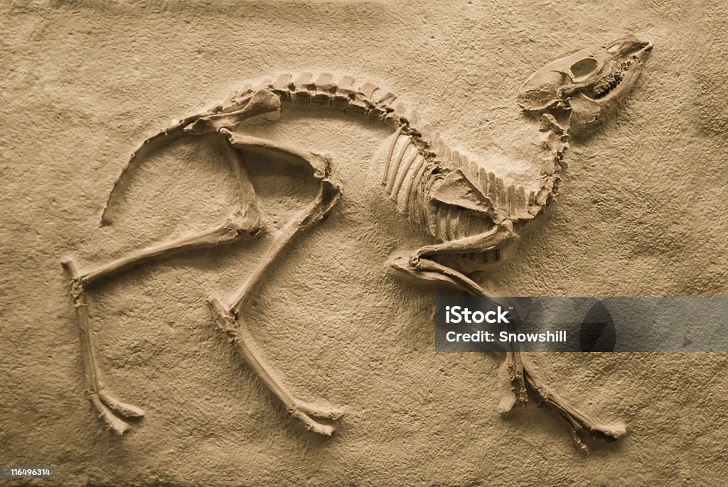 Fossil - Foto stock royalty-free di Fossile