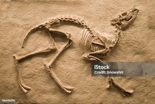Fossil - Fotografie stock e altre immagini di Fossile - Fossile, Animale estinto, Animale