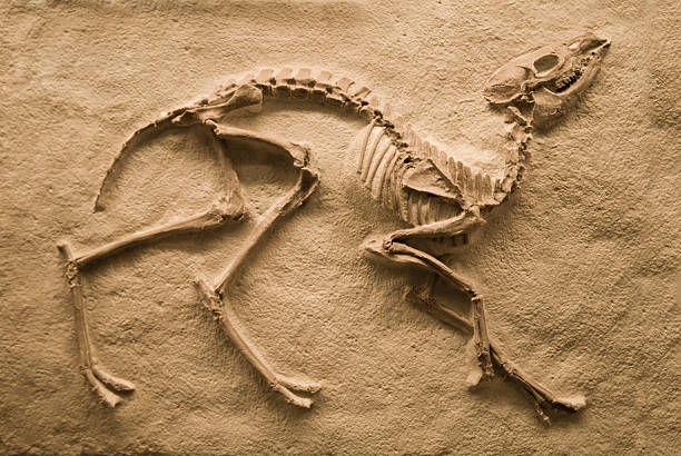 fossil - extinct zdjęcia i obrazy z banku zdjęć