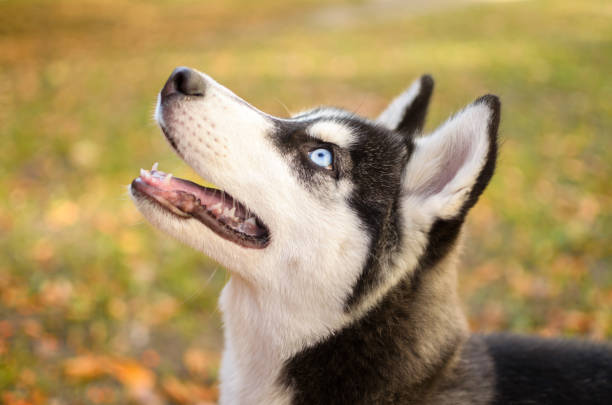 istock Husky breed dog is training, smiling dog heterochromia 1164963499