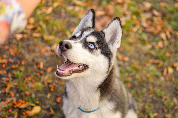 istock Husky breed dog is training, smiling dog heterochromia 1164963500