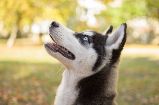 istock Husky breed dog is training, smiling dog heterochromia 1164963553