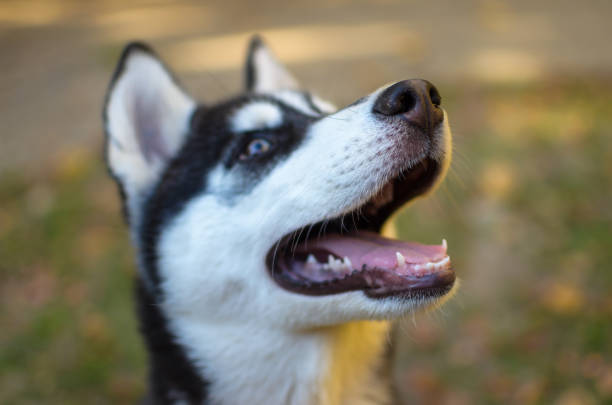 istock Husky breed dog is training, smiling dog heterochromia 1164963561