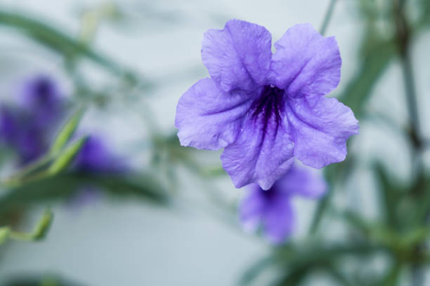 growing flower platycodon bell on white wall background - christmas decoration campanula decoration christmas imagens e fotografias de stock