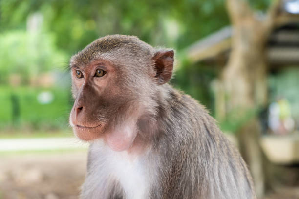 istock Monkey. The concept of animals in the zoo. 1164964578