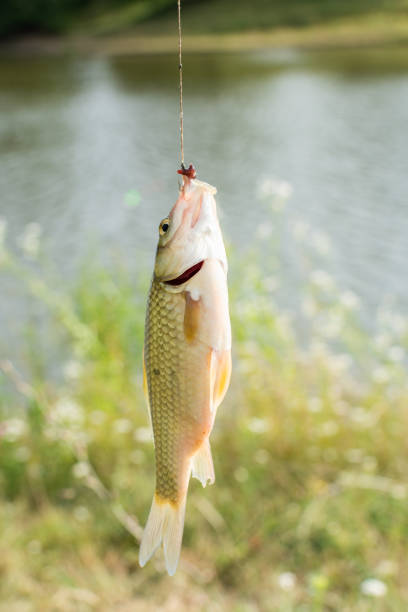 istock Crucian on a fishing rod hook 1164964928