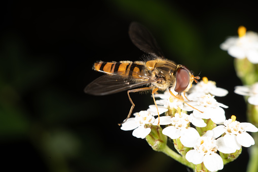 Marmalade hoverfly has a beautyful pattern