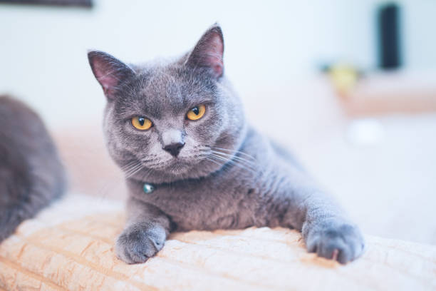 istock grey british shorthair cat living at home 1164965076