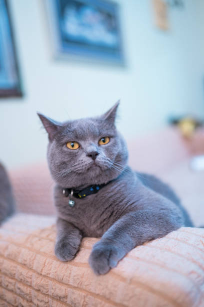 istock grey british shorthair cat living at home 1164965112