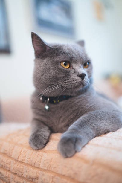 istock grey british shorthair cat living at home 1164965155