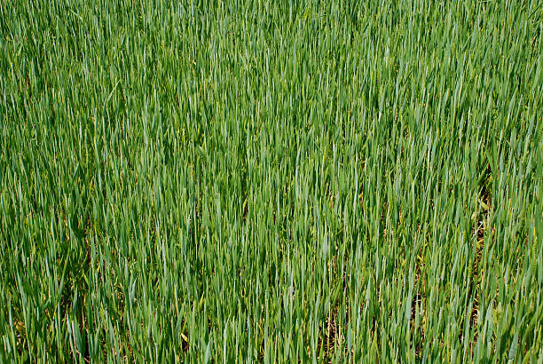 Wheat Texture stock photo