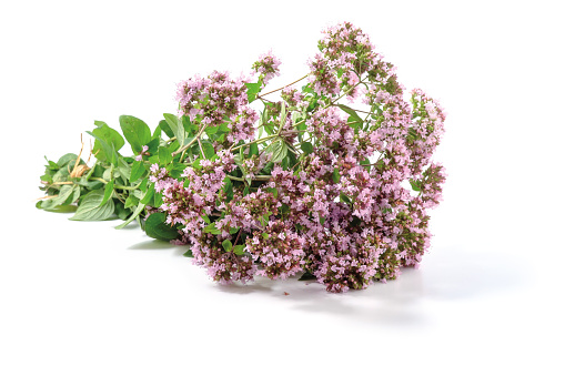 Blooming Oregano Bouquet on white background. Used in medicine and as a herb.