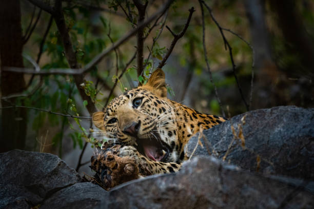 istock peek a boo moment with aggressive leopard or panthera pardus head shot with expression eating carcass of blue bull at jhalana forest reserve, jaipur, india 1164967941