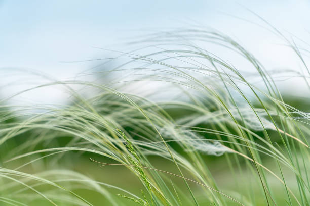 istock Feather Grass in the meadow inflates the wind 1164968160