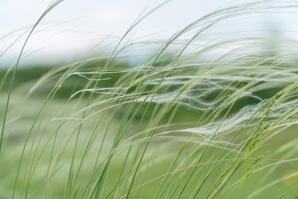 Feather Grass in the meadow inflates the wind