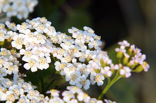 White meadow flower yarrow on natural background. Close up