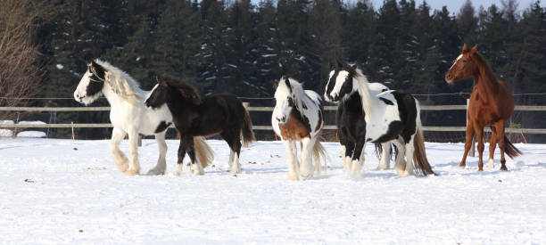 istock Group of horses running in winter 1164969693