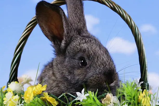 Easter. The rabbit with a sky background