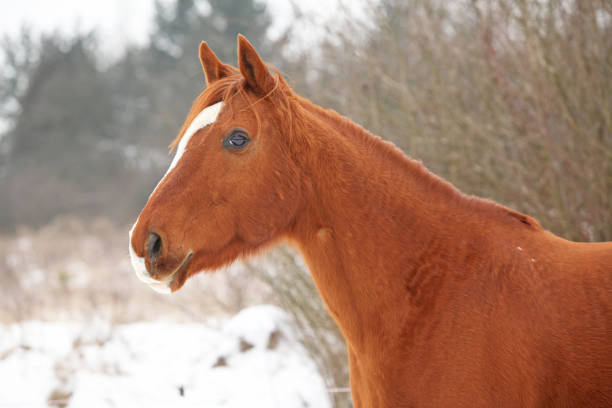 istock Beautiful chestnut horse in winter 1164970198