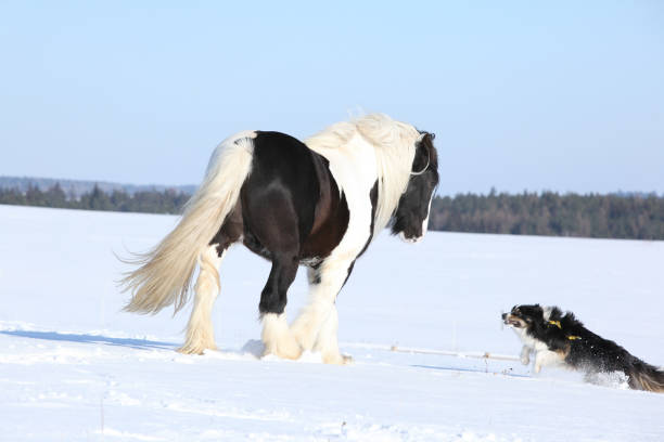 istock Nice border collie playing with a horse 1164970831