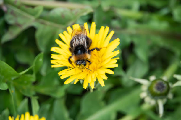 istock Bumblebee on Dandelion Flower in Springtime 1164970856