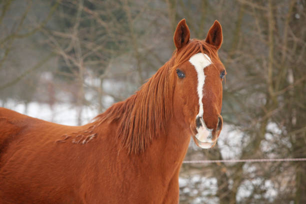istock Beautiful chestnut horse in winter 1164970966