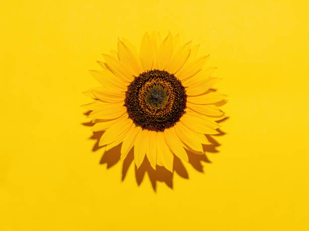 istock Sunflower flower, on yellow background with copyspace. Harsh light for hot effect. 1164970998
