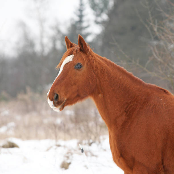 istock Beautiful chestnut horse in winter 1164971000
