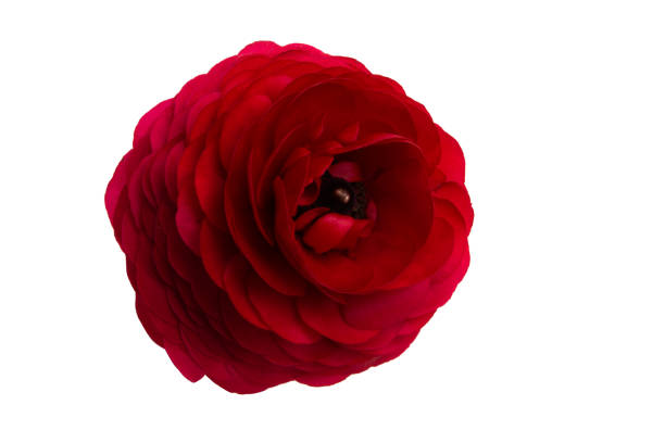 istock buttercup flower isolated 1164971158