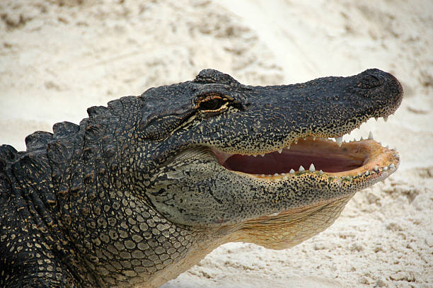 istock Florida Alligator with teeth showing 116497213