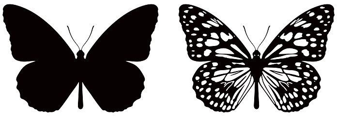 Vector illustration of butterfly on white background. There are two versions, black shape and black and white