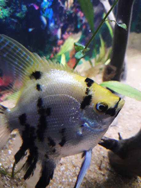 istock Teri color Angel fish in a tank 1164973849
